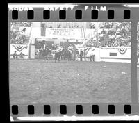 Tom Elliott Steer wrestling