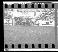 Tom Elliott Steer wrestling