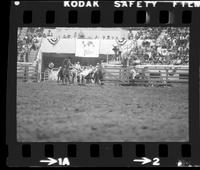 Casper Schaefer Steer wrestling