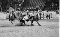 Troy Brown Steer wrestling