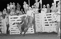 Ricky Bolin on Bull #2Y