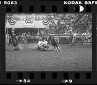 Tom Ferguson Steer wrestling