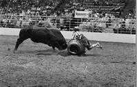 Rodeo clown Miles Hare Bull fighting with Double Trouble