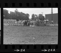 Bill Newsome Steer wrestling