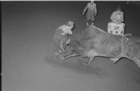 Unidentified Rodeo clowns Bull fighting