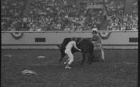 Unidentified Rodeo clowns Bull fighting