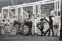 Tom Stout, Rodeo clown, Bull fighting