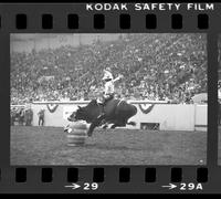 John Davis on Bull #T11