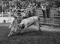 Rodeo clown Tommy Sheffield fighting Bull #8