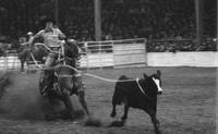 Mike McLaughlin Calf roping