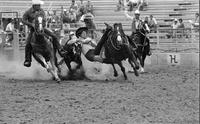 Wade Wilson Steer wrestling