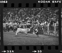 Unidentified Rodeo clown Bull fighting