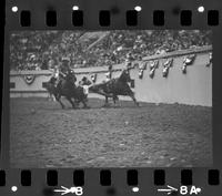 Frank Shepperson Steer wrestling