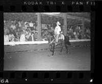 Unidentified Show horse parade