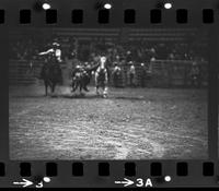 Bill Lee Steer wrestling