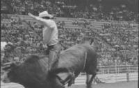 Bobby Delvecchio on Bull #-12