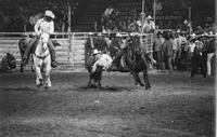 Jack Clayman Steer wrestling