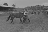 Unknown paticipants in Wild horse race