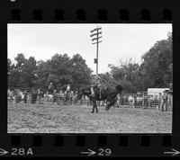 Danny Newland on Saddle bronc #7