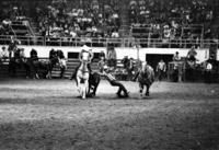 Unidentified Steer wrestler