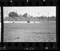 Unidentified Rodeo clowns Bull fighting