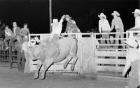 Unidentified Bull rider on unknown mount