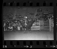 Bobby Steiner on Bull #204