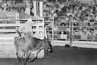 Barry Hedrick Steer riding