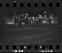 Jack Wiseman Steer wrestling