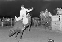 Unidentified Bull rider on unknown mount