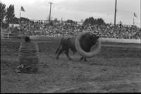 Unknown Rodeo clown Bull fighting with Texas Red