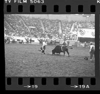 Unidentified Rodeo clown Bull fighting