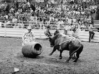 Rodeo clown Tommy Sheffield fighting Bull #5