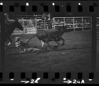 Unknown Rodeo clown & Bull