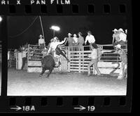 Jim Clements on Bull #28