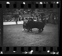 Gene Clark fighting Bul #33