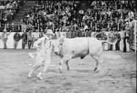 Rodeo clown Tommy Sheffield fighting with Bull #8