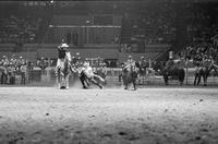 Bob Cooksay Steer wrestling