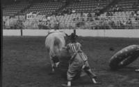 Unidentified Rodeo clowns Bull fighting