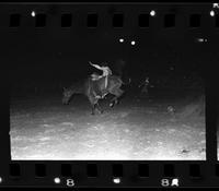 Unknown rider on unknown Saddle bronc