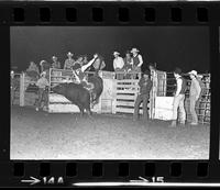 David Vowell on Bull #69