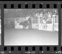 Myrtis Dightman on Bull #12