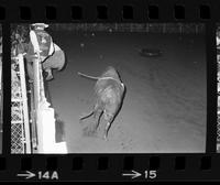 Rick Young Bull fighting with Bull #40