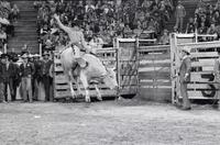Terry Weichedel on Bull #45