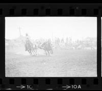Tom Anderson Steer wrestling