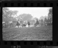 John Corkery Steer wrestling