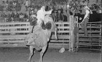 Denny Flynn on Bull #0