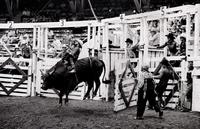 Mike Bandy on Bull #D16