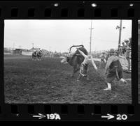 Rodeo clowns Bull fighting