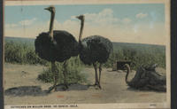 Ostriches on Miller Bros. 101 Ranch, Okla.